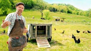 How to Get Started with Chickens Everything you need to know
