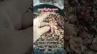 พุทรา​ เมล็ด​ละ1บาท​ สนใจ​โทร​0876069955​ไอดี​ไลน์​aungsara09​ #เมล็ด​พันธ์​ุดี​เกษตร​วิถี​ไทย​