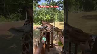 Baby and dad feed giraffe #baby #zoo #dad #shorts