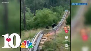 A mountain coaster riders close encounter with a bear & her cubs at Anakeesta