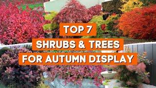 7 Best Shrubs and Trees for a Beautiful Autumn Display 