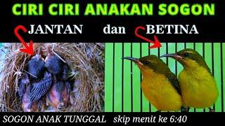 Cara bedakan anakan burung sogon cindil ijoan dan anak tunggal jantan dan betina