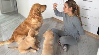 Dog Dad Shows A Training Masterclass To His Puppies