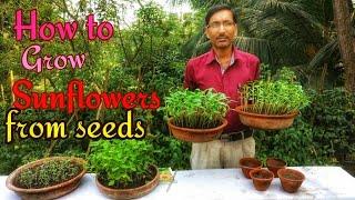 How to Grow Sunflowers from Seeds with great Success.
