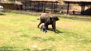 Elephant Comes To The Rescue  ViralHog