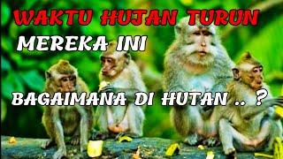 KEHIDUPAN MONYET WAKTU HUJAN TURUN DI HUTAN