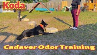 Koda Cadaver Dog Odor Indication Training Episode  27