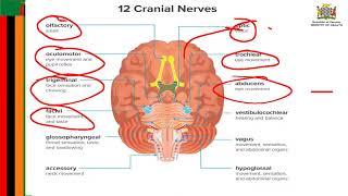 12 cranial nerves