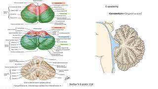 Brain Mesencephalon Brainstem and Cerebellum