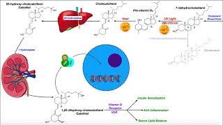 Vitamin D  Biosynthesis & the Vitamin D Receptor