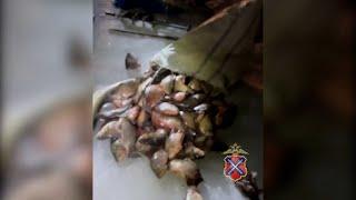 Рыбаков с сетями и 70 кг рыбы поймали на Варваровском водохранилище