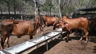 Ganadería GS Nuevo Lote Hembras Lecheras-El Salvador en el Campo