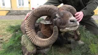 Jagd auf Riesenmuffelwidder in Polen LAST MINUTE #Muffelwild #Mouflon