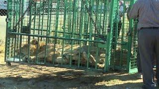 Gaza sends lions to Jordan after war damages zoo