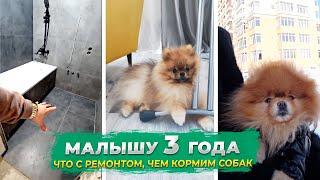 Шпицу Тедди 3 года. Что с ремонтом в Краснодаре? Чем кормим собак?