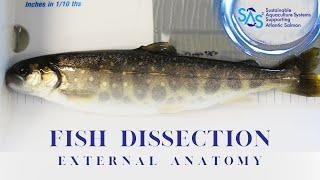 Fish Health Dissection Overview Part 1 External Anatomy