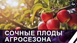 Как заработать на урожае яблок? Польза и выгода от переработки фрукта. Панорама