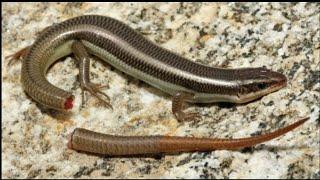 WHAT HAPPENS WHEN LIZARDS LOSE THEIR TAILS?