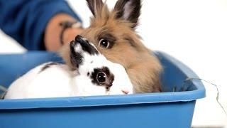Should I Get a Friend for My Rabbit?  Pet Rabbits