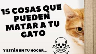 15 cosas que pueden MATAR A TU GATO y están en TU HOGAR