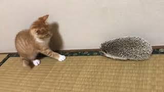 Kitten Gets Scared of Hedgehog and Moves Away - 1318958