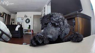 Watch This Black Goldendoodle Pup’s Adorable Reaction to His Mama’s Voice  Ring TV