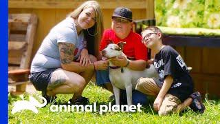 Dog Is Super Happy To Be Adopted By Loving Family  Pit Bulls & Parolees