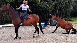 Pferd anreiten kann gut gehen - muss es aber nicht Jungpferdeausbildung