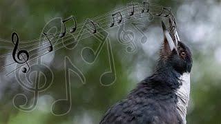 Kompilasi Nyanyian Magpies Australia - salah satu panggilan burung terindah