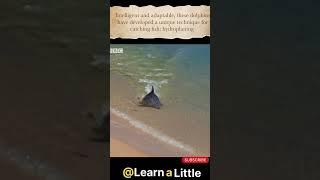 Dolphins developed a unique technique for catching fish HYDROPLANING.