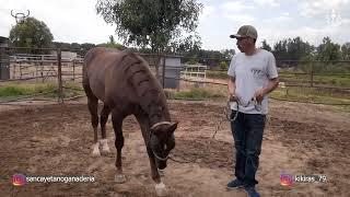 Capítulo 6 - Jinetes y Caballos de Ganadería San Cayetano- Parte 1 Kíkiras Castañeda y Jesús Ponce