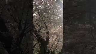 Cherry blossoms season