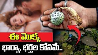 ఈ మొక్క భార్య భర్తల కోసమే పుట్టింది  nalla ummetta uses  KSK Home