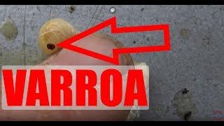 2 Mai 2019 Deparazitare naturala de Varroa Destructor - Rama capcana in actiune + analiza infestarii