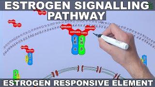 Estrogen Signalling Pathway