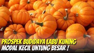 Peluang Usaha Budidaya Labu Kuning Modal Kecil Untung Besar