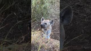 Remarkably Clean Hyena ️ #nature #wildlife #animals