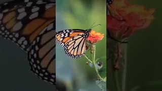 Butterfly Flying in Flowers #butterfly #shorts #flowers