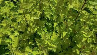 Green leaves footage   Free Nature Plants Leaves Background  Фоновое видео листья природа