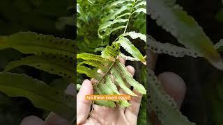 Under the fern leaves. Insect eggs?