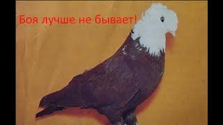 Выведенные мной голуби летят лучше любой туркменской птицы