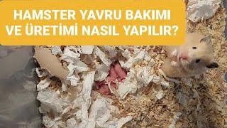 Hamster Nasıl Üretilir? Hamster Yavru Bakımı Nasıl Yapılır? #hamster #babyhamster #hamsters #pets