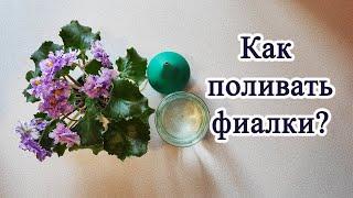 Полив фиалок. Лучшие методы для любителей