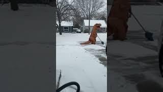 Christmas 2020 dinosaur in the snow