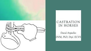 Castration in horses - Vet students