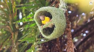 Bird house  Chidiya Raani ka Ghar Birds Making own Nest  Hindi Moral Story  Jungle Animals Video
