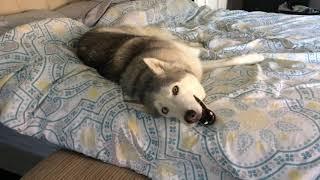 Stubborn Husky Wont Get Out of Bed