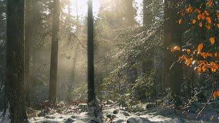 ASMR Melting Snow  Relaxing Forest Nature Sounds - 4K Winter Video for Study Meditate Yoga