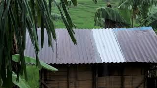 Tin Roof Rain in Lush Tropical Jungle  Fall asleep FAST to Rainfall on Metal Roof Nature Sleep Aid