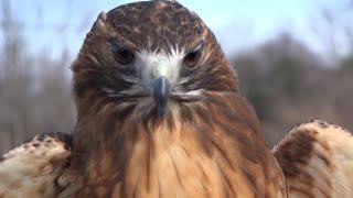 Get to Know the Red-Tailed Hawk